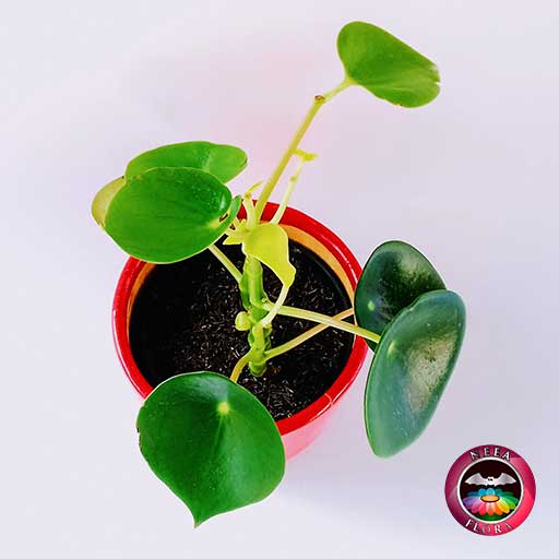 Planta Cuchara Pilea peperomioidea 14cm matera cerámica cilindro Bell roja superior