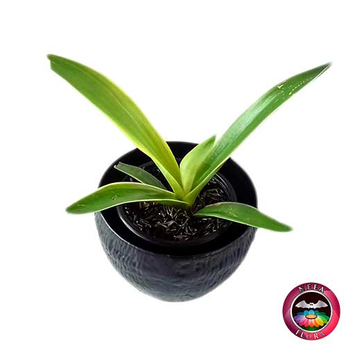 Agave liso 9cm matera plástica bowl Ceci negra diagonal