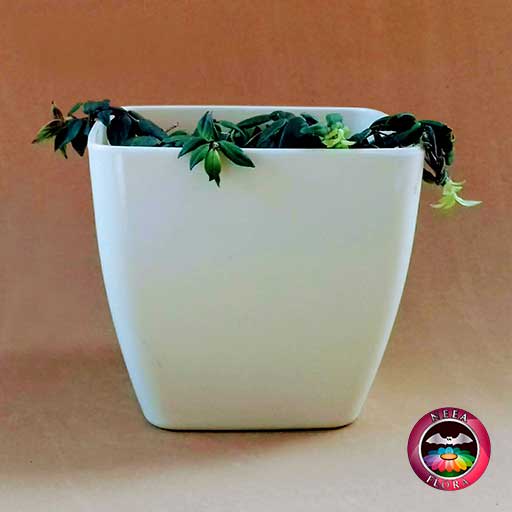 Planta pescadito tiburón Nematanthus 12cm matera plástica cubo Goodal caqui frontal