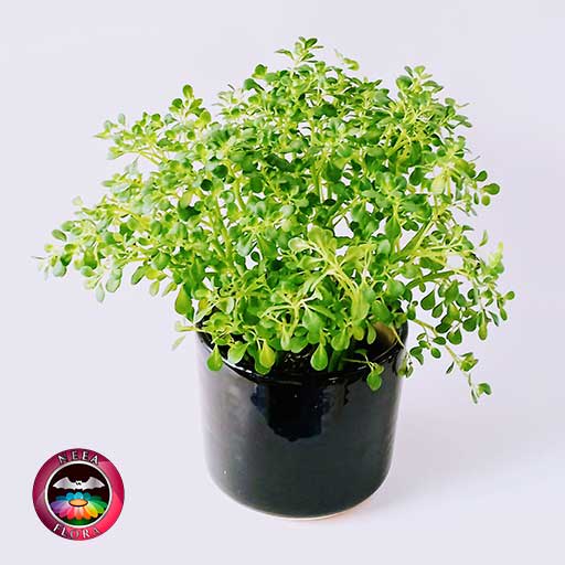 Helecho de arroz Pilea microphylla 14cm matera cerámica cilindro Bell negra frontal