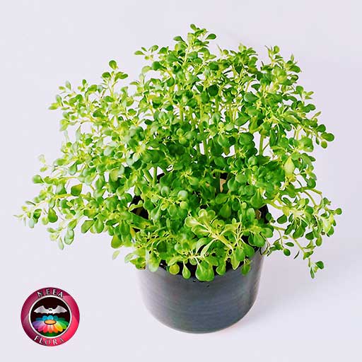 Helecho de arroz Pilea microphylla 14cm matera cerámica cilindro Bell negra superior