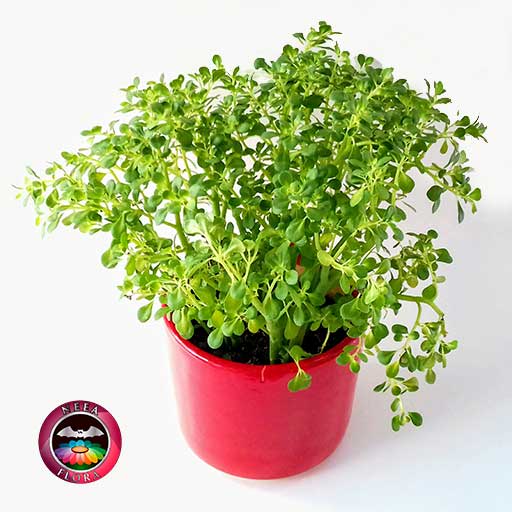 Helecho de arroz Pilea microphylla 14cm matera cerámica cilindro Bell roja diagonal