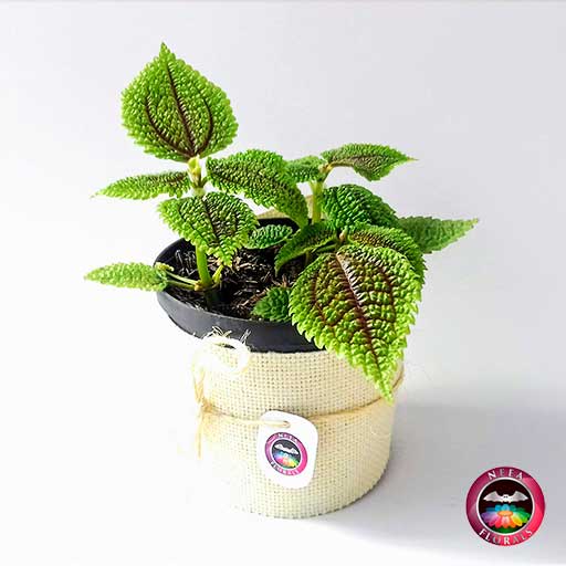 Planta Pilea mollis Pilea involucrata 12cm de diámetro. Viene en una matera plástica cubierta con yute artesanal. Compra a domicilio en Bogotá. Vivero Neea Flora.