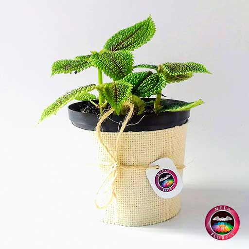 Planta de la amistad Pilea involucrata 12cm de diámetro en una maceta plástica con yute artesanal. Venta a domicilio en Bogotá. Vivero Neea Flora.