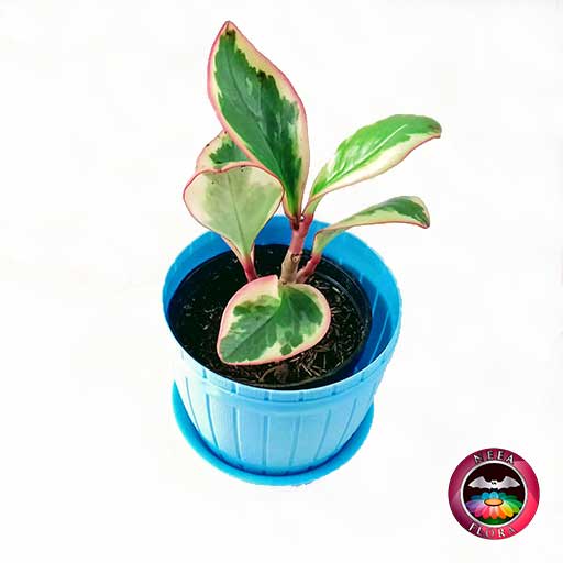 Planta Conga Peperomia clusiifolia 10cm matera plástica barril azul diagonal
