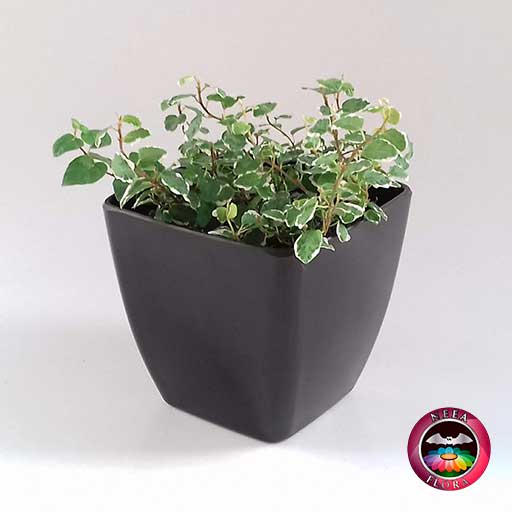 Ficus rastrero Ficus pumila 10cm matera plástica cubo Goodal negra diagonal
