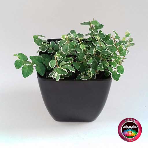 Ficus rastrero Ficus pumila 10cm matera plástica cubo Goodal negra frontal