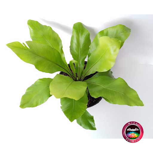Helecho nido de ave liso. (Asplenium nidus) un ejemplo de una planta que puede sobrevivir en condiciones de poca luz.