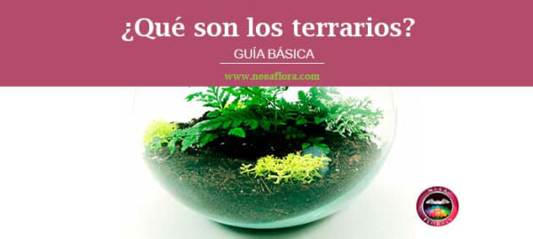 ¿Qué es un terrario? Guía básica de Neea Florals