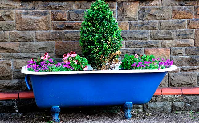 Cómo combinar varias plantas en una maceta - Plantas bañera
