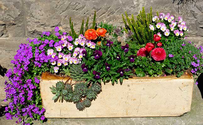 Varias plantas en una maceta jardinera