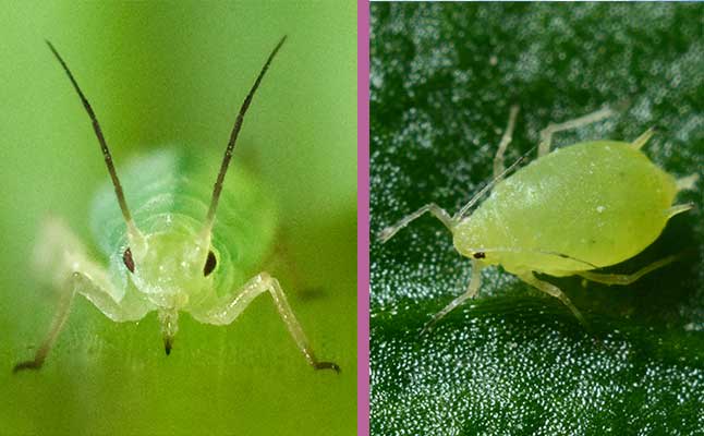 Imágen de áfido plantas de interior - Blog Neea Flora