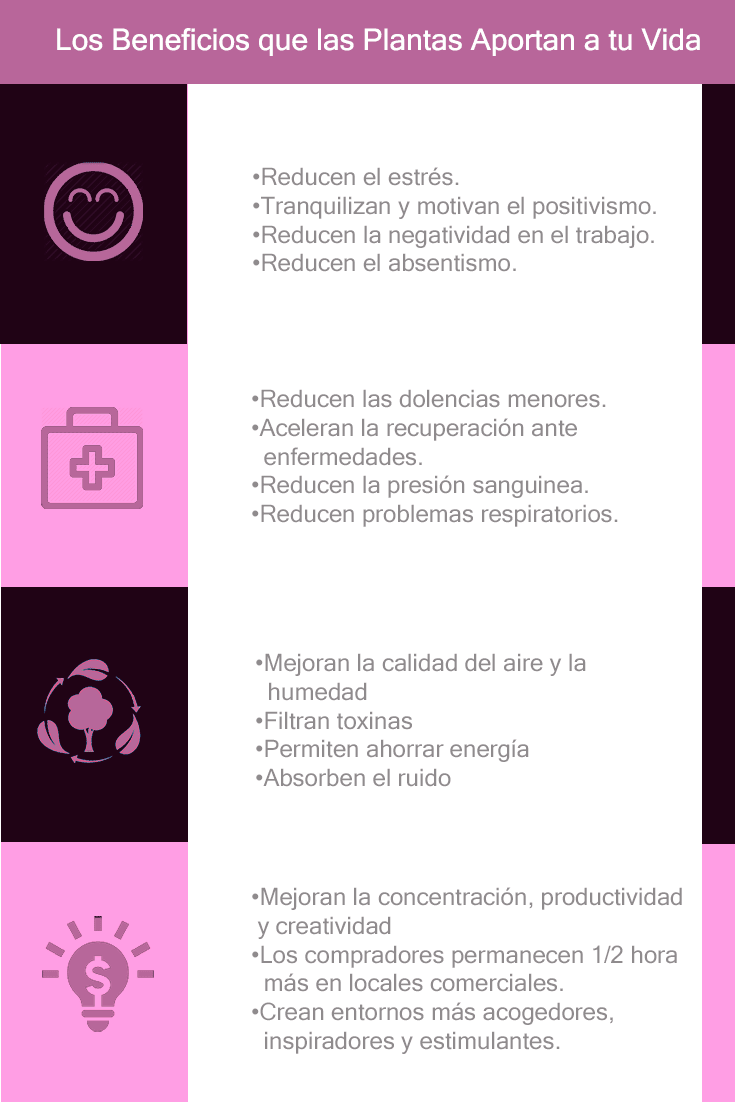 Beneficios de tener plantas en casa y oficina: en tu estado de animo, para tu salud, ambientales y económicos. Neea Flora Beneficios de tener plantas en casa y oficina: en tu estado de animo, para tu salud, ambientales y económicos. Neea Flora