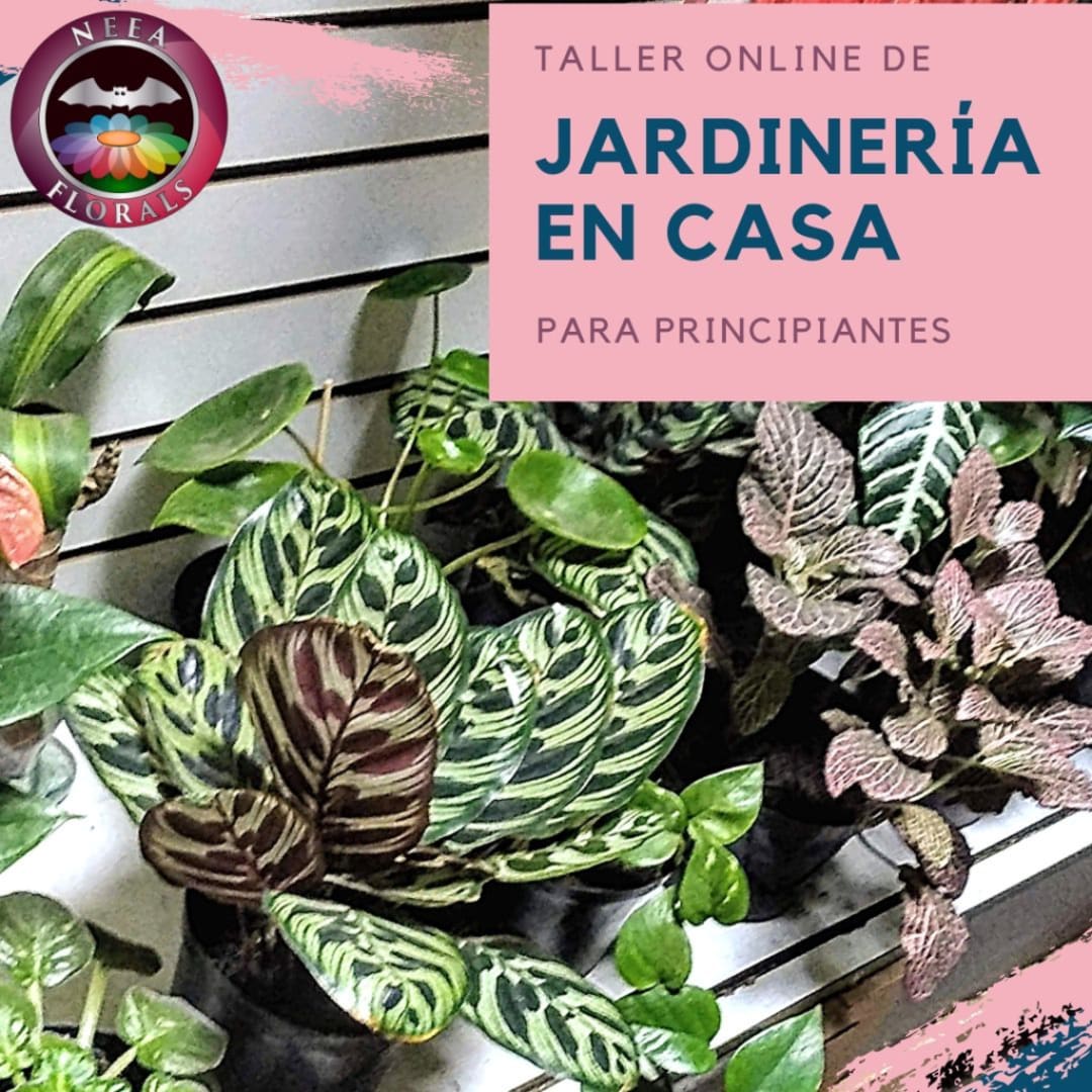 TALLER VIRTUAL DE JARDINERÍA EN CASA PARA PRINCIPIANTES - Neea Flora