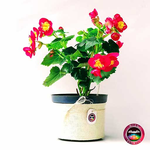 Comprar Begonia elatior Begonia de flor Begonia híbrida Begonia x hiemalis matera plástica yute 14 cm lateral Neea Flora