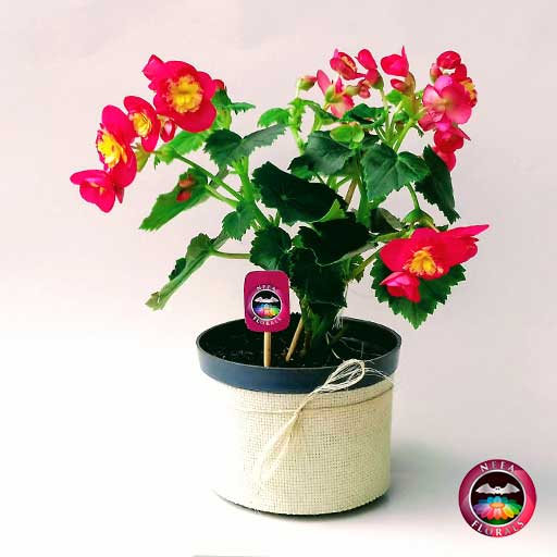 Comprar Begonia elatior Begonia de flor Begonia híbrida Begonia x hiemalis matera plástica yute 14 cm frontal Neea Flora