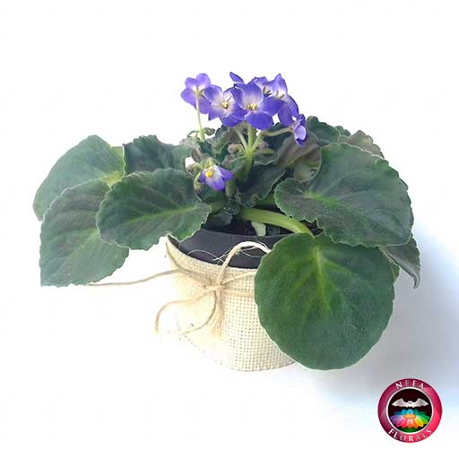 Comprar planta violeta africana Saintpaulia flora morada púrpura matera plástica yute 10 cm diagonal Bogotá Neea Flora