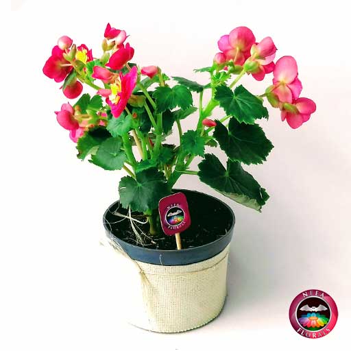 Comprar Begonia elatior Begonia de flor Begonia híbrida Begonia x hiemalis matera plástica yute 14 cm diagonal Neea Flora
