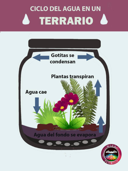 Qué es un terrario y cómo funciona un terrario. Ciclo del agua en un terrario. Neea Flora