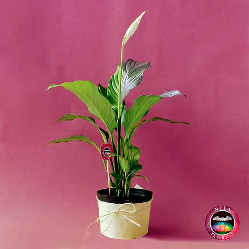 Comprar planta spatifilo espatifilo Spatiphyllum 14cm matera plástica yute a domicilio en Bogotá Neea Flora.