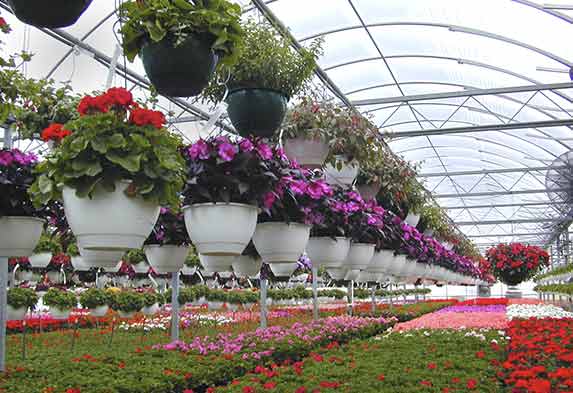 Diferencia jardinería y floricultura Diferencia jardinería y floricultura