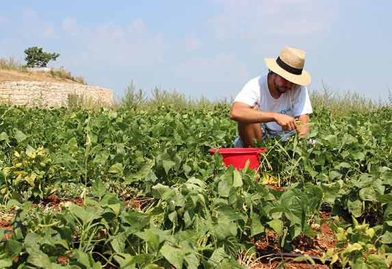 Diferencia jardinería y horticultura Diferencia jardinería y horticultura