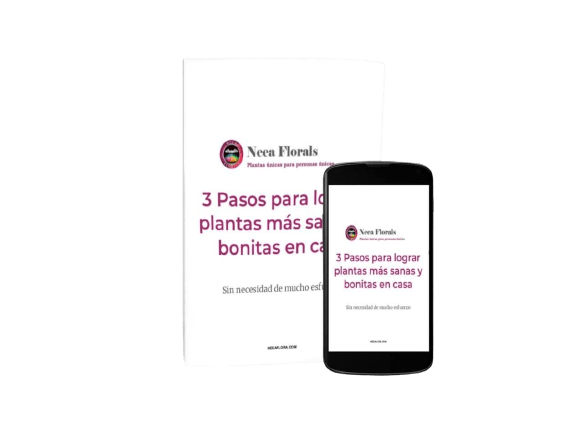 Guía Los 3 pasos para tener mejores plantas en casa Neea Flora