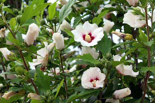 El hibisco (Hibiscus spp) es un ejemplo de planta perenne