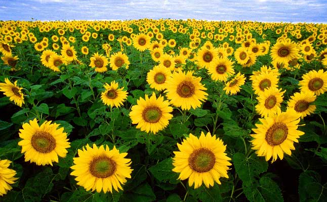 El girasol (Helianthus annuus) es un ejemplo de una planta anual