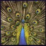 The Bluetones - Expecting to Fly