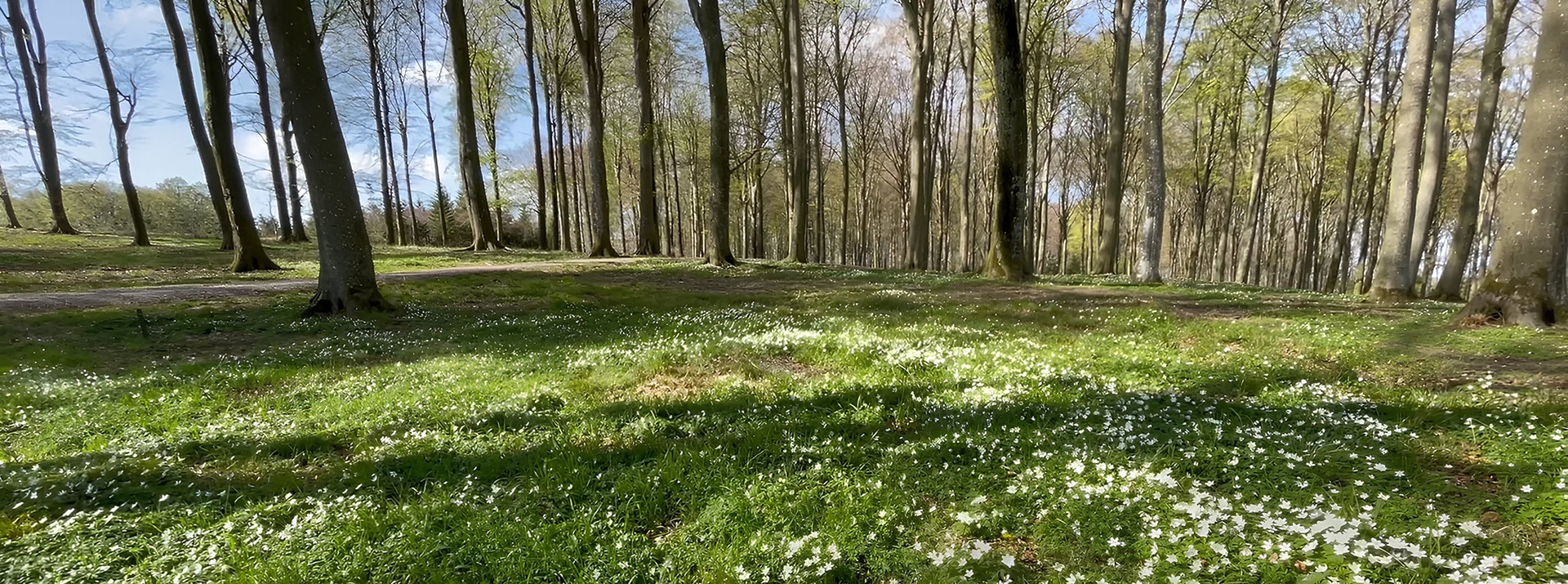 Miljøvenlig bisættelse