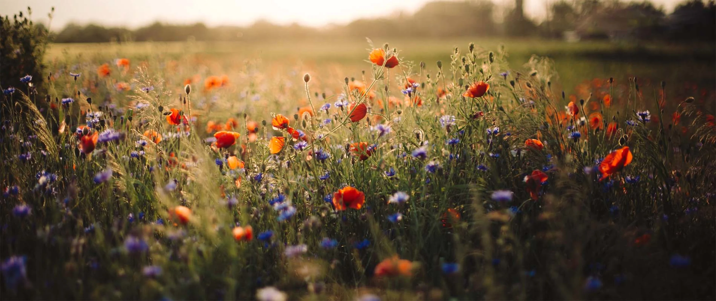 Professionel hjælp og rådgivning i forbindelse med skifteformer