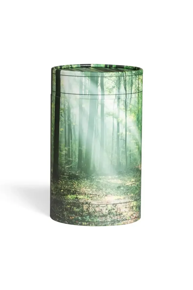 Askerør med skov om foråret