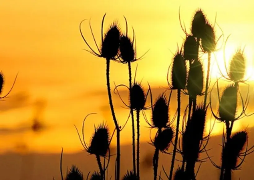 Har du – eller skal du snart – miste dit barn