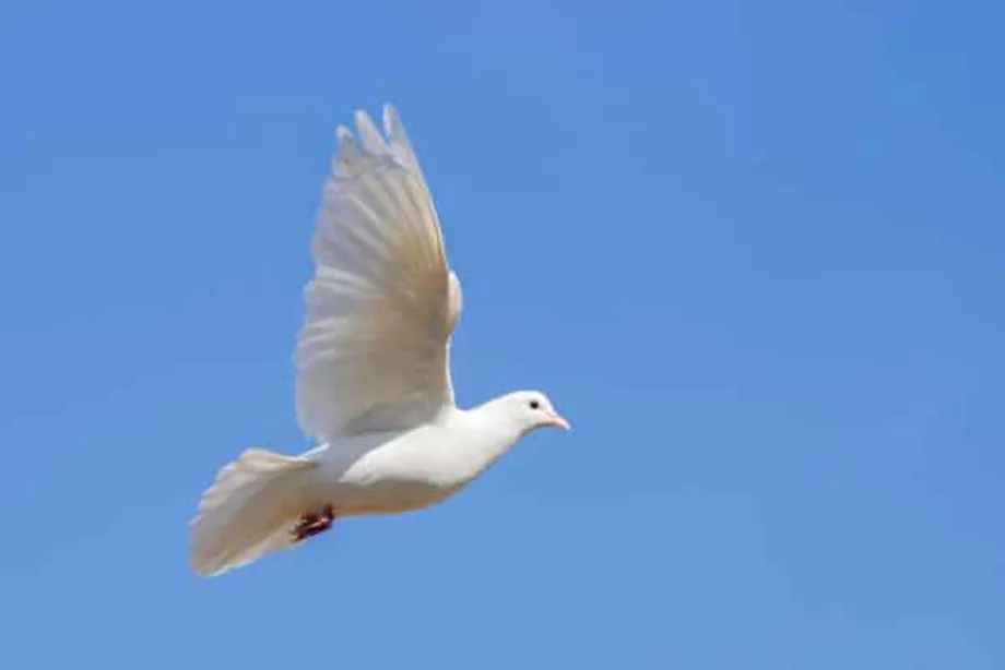 Hvid due og blå himmel