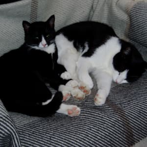 Miwi & Mole.