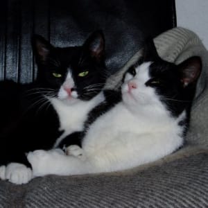 Miwi & Mole.