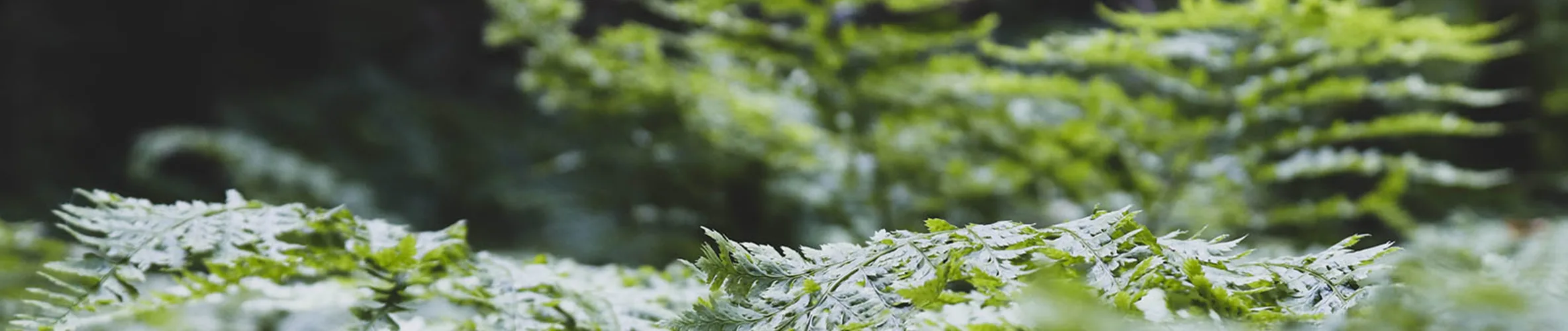 Coverbillede for Per Eskildsen