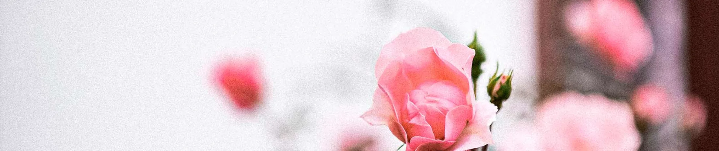 Coverbillede for Ebbe Schaarup