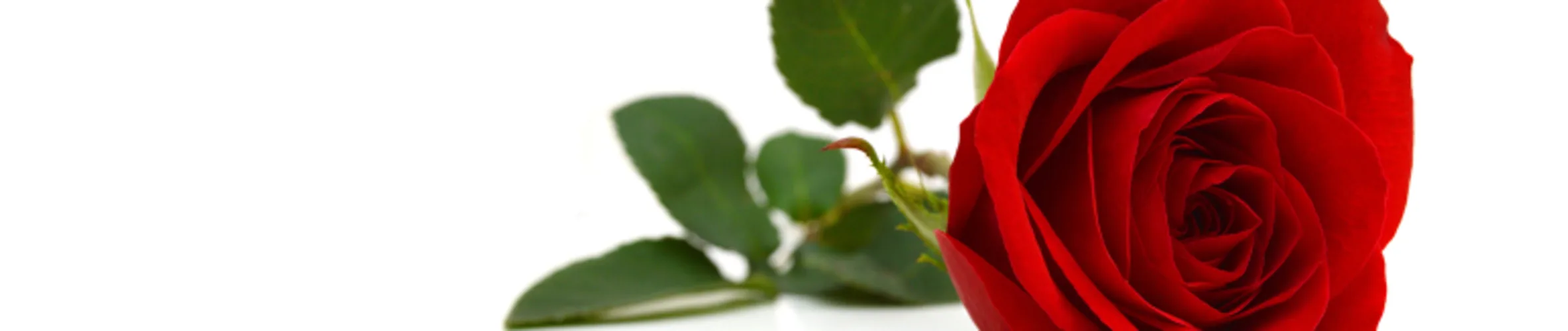 Coverbillede for Ulla Jensen