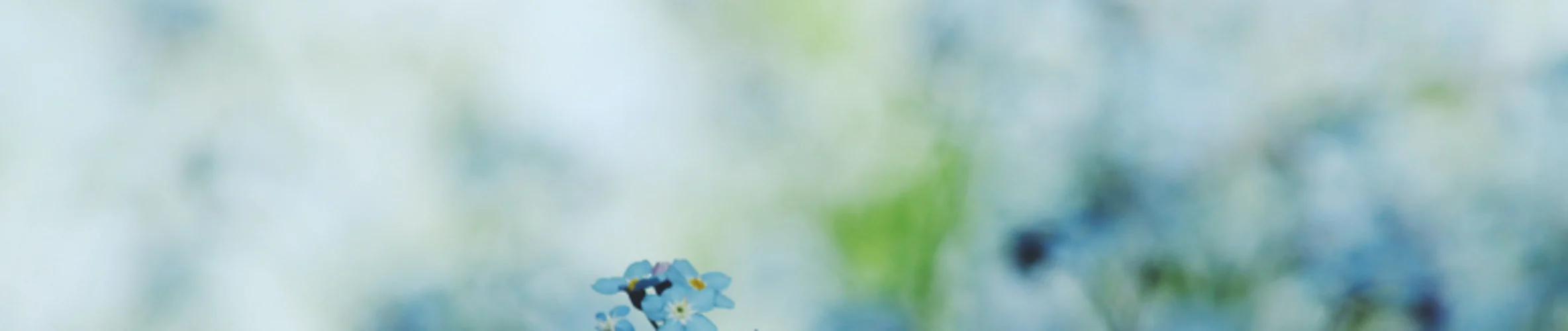 Coverbillede for Birgit Pedersen