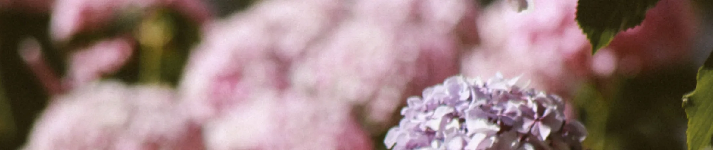 Coverbillede for Kurt Ove Pedersen