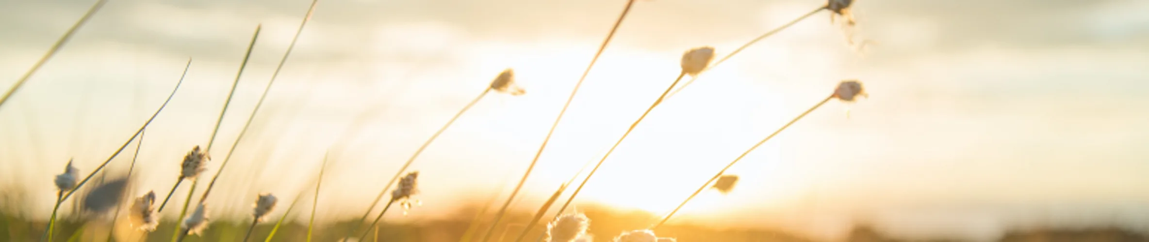 Coverbillede for Steen Saaby