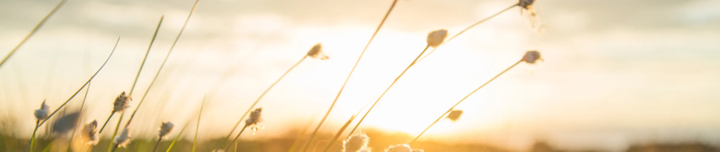 Coverbillede for Inga Rosa Jensen