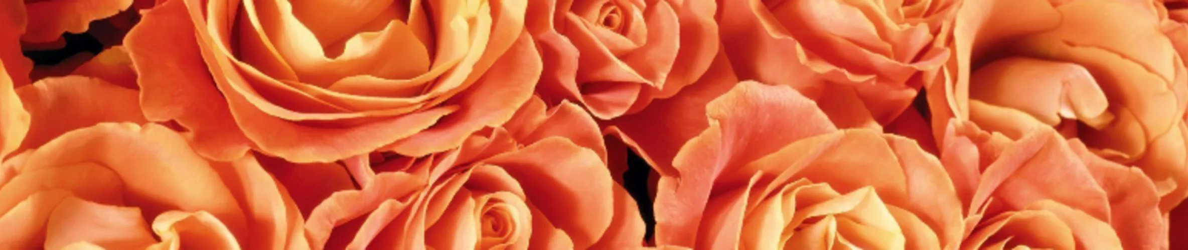 Coverbillede for Andreas Møller