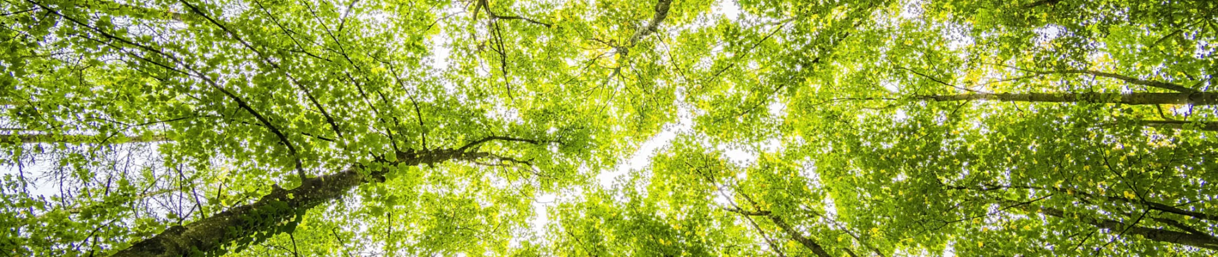 Coverbillede for Aase Nielsen