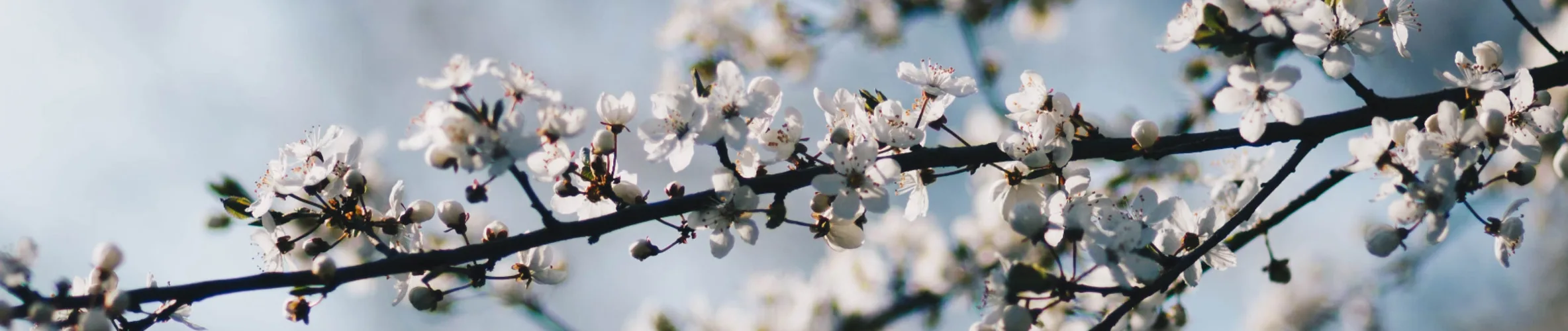 Coverbillede for Inger Jensen