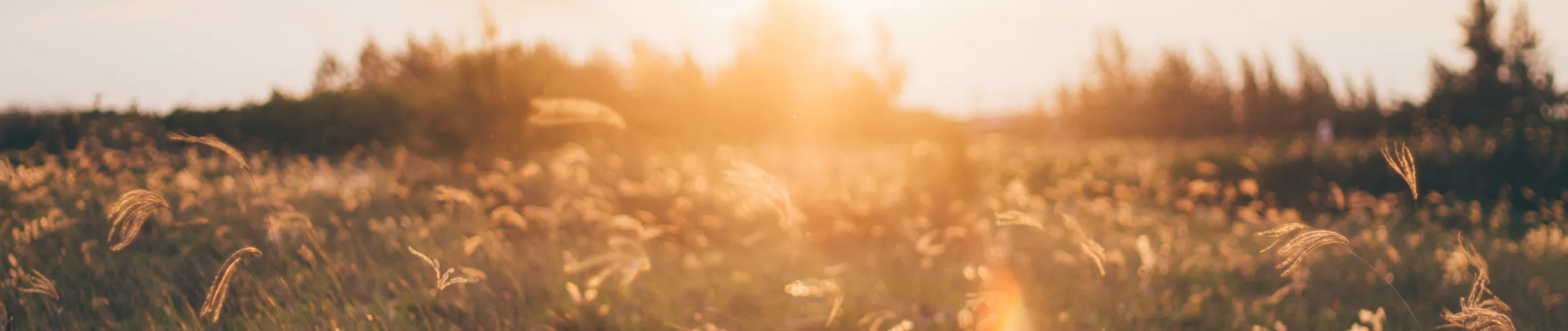 Coverbillede for Niels Christian Raun