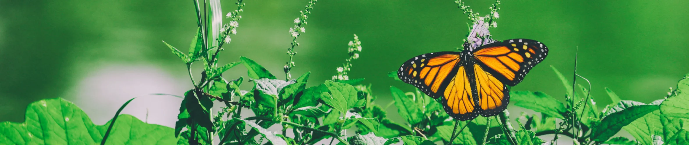 Coverbillede for Erik Johannes Gydesen