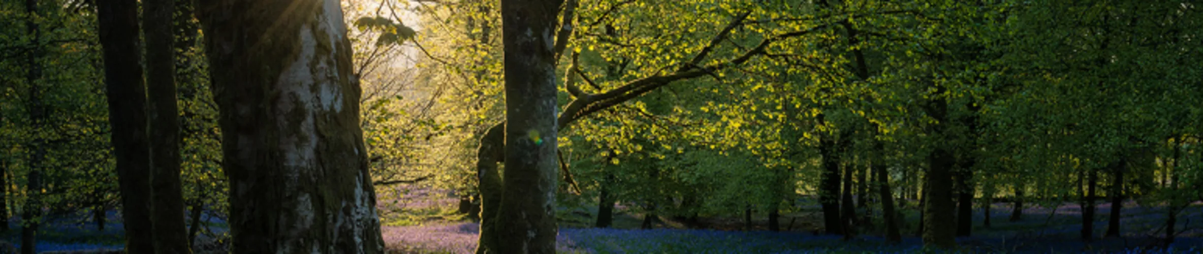 Coverbillede for Tove Elizabeth Fitt